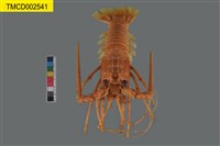 藏品(雙刺長足龍蝦 )的圖片